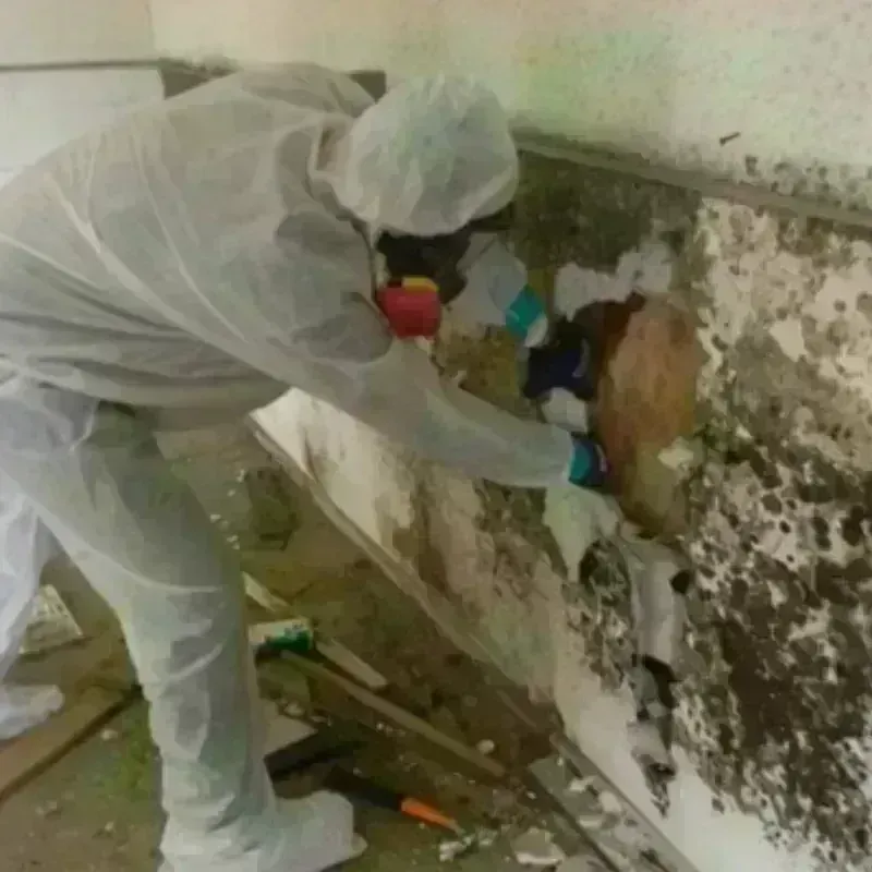 Mold Remediation and Removal in Mastic, NY